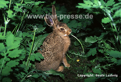 Junger Europischer Feldhase, fressend / Young Brown hare, eating