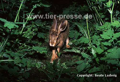 Europischer Feldhase / Brown hare, European hare
