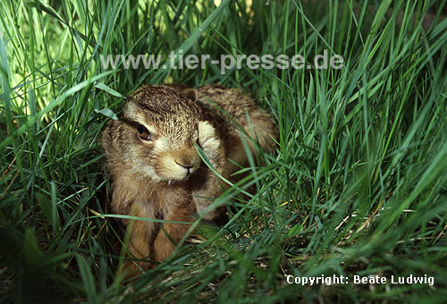 Europischer Feldhase / Brown hare, European hare