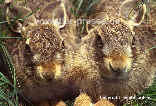 Europischer Feldhase / Brown hare, European hare