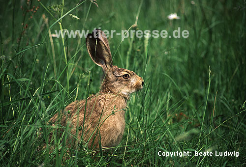 Europischer Feldhase / Brown hare, European hare