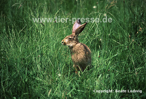 Europischer Feldhase / Brown hare, European hare