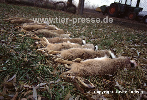 Europische Feldhasen, auf Treibjagd erlegt / European hares, killed by hunters