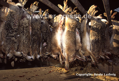 Europische Feldhasen, auf Treibjagd erlegt / European hares, killed by hunters