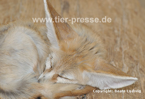 Fennek, Wüstenfuchs, schlafend / Fennec fox, sleeping / Fennecus zerda