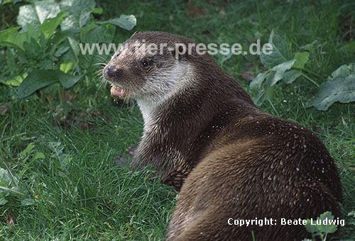 Eurasischer Fischotter / Eurasian otter / Lutra lutra