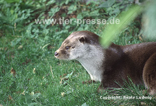 Eurasischer Fischotter / Eurasian otter / Lutra lutra