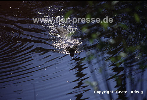 Eurasischer Fischotter / Eurasian otter / Lutra lutra