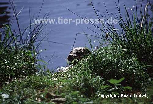 Eurasischer Fischotter / Eurasian otter / Lutra lutra