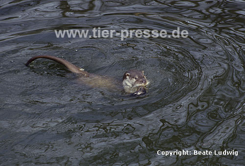 Europischer Fischotter / European otter / Lutra lutra