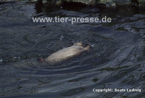 Europischer Fischotter / European otter / Lutra lutra