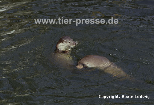 Europische Fischotter beim Sozialspiel / European otters, social play / Lutra lutra