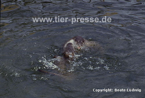Europische Fischotter beim Sozialspiel / European otters, social play / Lutra lutra