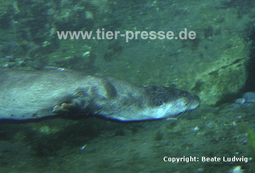 Europischer Fischotter beim Tauchen / European otter, diving / Lutra lutra