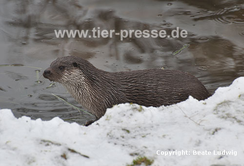 Eurasischer Fischotter im Schnee / Eurasian otter, snow / Lutra lutra