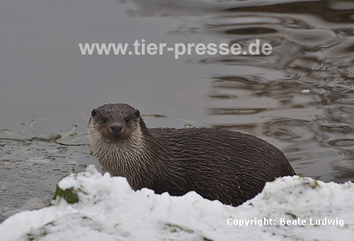 Eurasischer Fischotter im Schnee / Eurasian otter, snow / Lutra lutra