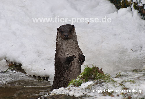Eurasischer Fischotter im Schnee / Eurasian otter, snow / Lutra lutra