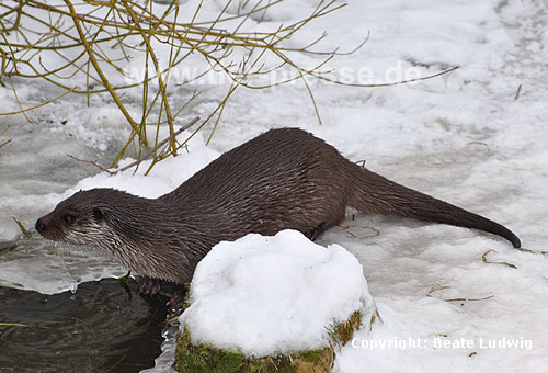 Eurasischer Fischotter im Schnee / Eurasian otter, snow / Lutra lutra