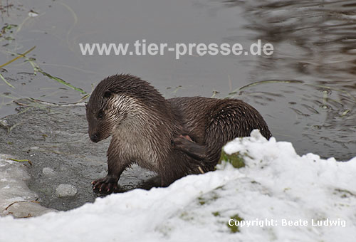 Eurasischer Fischotter im Schnee, Krperpflege / Eurasian otter, snow, scratching / Lutra lutra