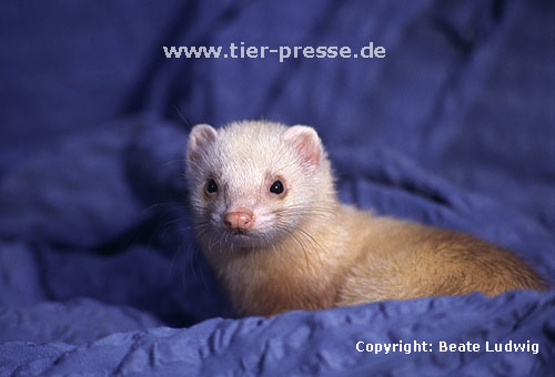 Siamfrettchen / Siamese ferret