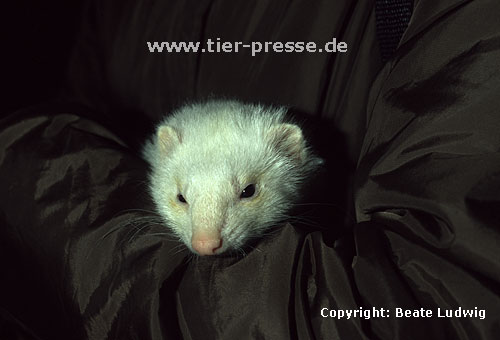 Weies Frettchen mit dunklen Augen / Dark eyed white ferret