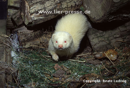 Albinofrettchen / Albino ferret