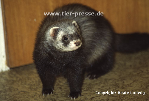 Iltisfrettchen / Sable ferret