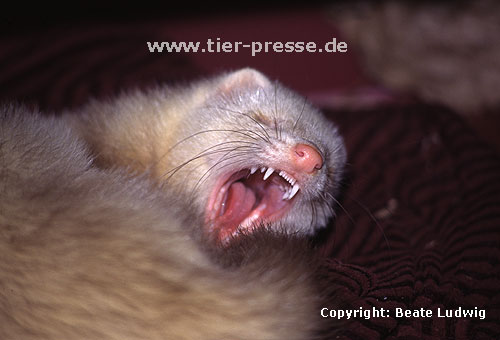 Ghnendes Siamfrettchen / Siamese ferret yawning