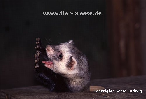 Ghnendes und sich streckendes Iltisfrettchen / Sable ferret yawning and stretching