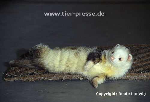 Pandafrettchen beim Duftmarkieren (Krperreiben) / Panda ferret showing marking behaviour (rubbing)