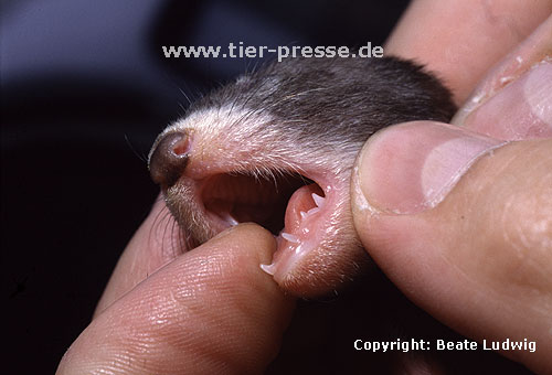 Milchzhne eines vier Wochen alten Iltisfrettchens / Milk-teeth of a 4-week-old sable ferret-cub