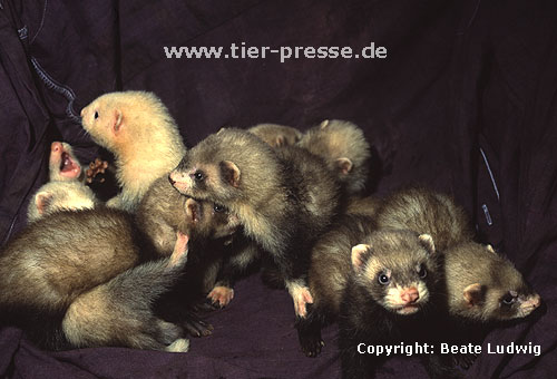 Sechs Wochen alte Frettchen (Iltis, Harlekin, Badger, Panda, Silber) / Young ferrets, 6 weeks old (sable, mitted, badger, panda, silver)