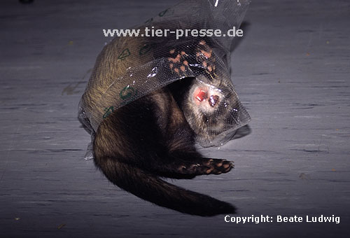 Iltisfrettchen spielt mit Plastiktte / Sable ferret playing with a plastic-bag