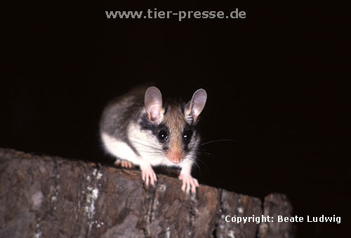Gartenschlfer / Garden dormouse