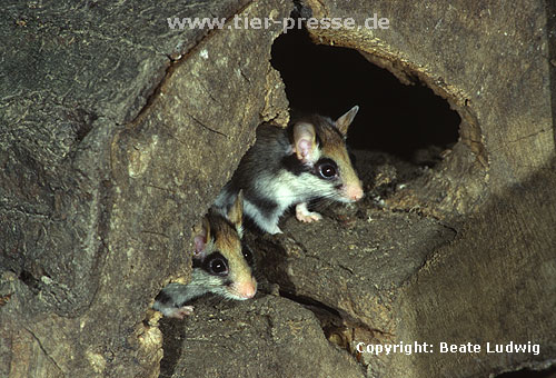 Gartenschlfer / Garden dormouse