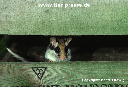 Gartenschlfer / Garden dormouse