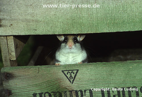 Gartenschlfer / Garden dormouse