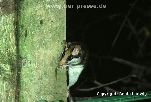 Gartenschlfer / Garden dormouse