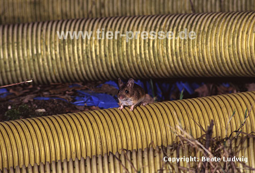Gelbhalsmaus / Yellow-necked mouse