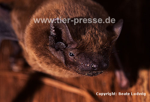 Groer Abendsegler (Nyctalus noctula) / Noctule (Nyctalus noctula)