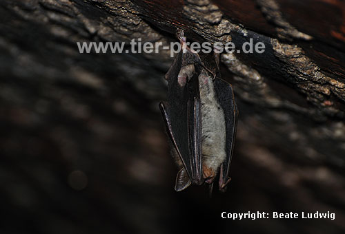 Groes Mausohr (Myotis myotis) im Winterquartier, Kellergewlbe / Greater mouse-eared bat (Myotis myotis) in winter-quarter