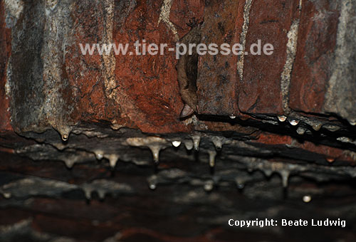Groes Mausohr (Myotis myotis) im Winterquartier, Kellergewlbe / Greater mouse-eared bat (Myotis myotis) in winter-quarter