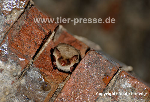 Groes Mausohr (Myotis myotis) im Winterquartier, Kellergewlbe / Greater mouse-eared bat (Myotis myotis) in winter-quarter