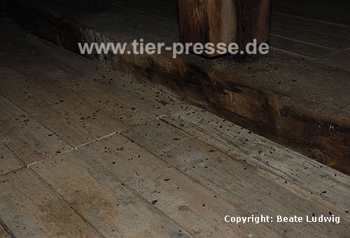 Groes Mausohr (Myotis myotis) Kot auf einem Dachboden, Wochenstuben-Quartier / Greater mouse-eared bat (Myotis myotis), droppings at an attic