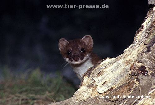 Hermelin / Stoat