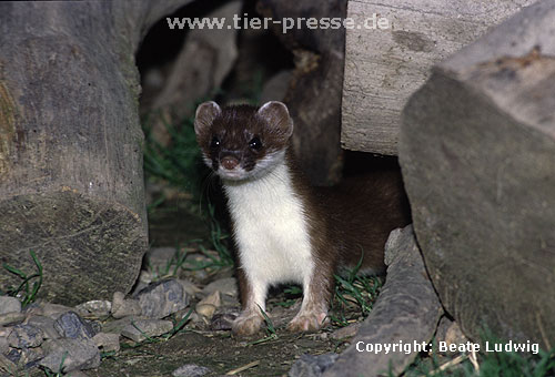 Hermelin / Stoat