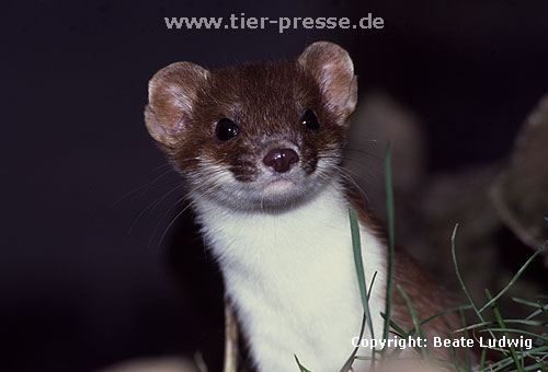 Hermelin / Stoat