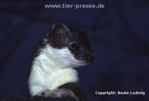 Hermelin / Stoat