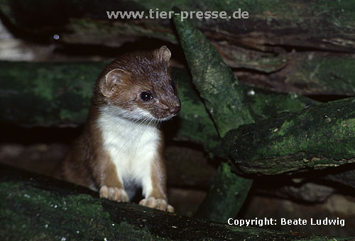 Hermelin / Stoat