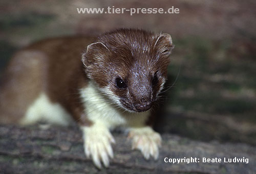 Hermelin / Stoat